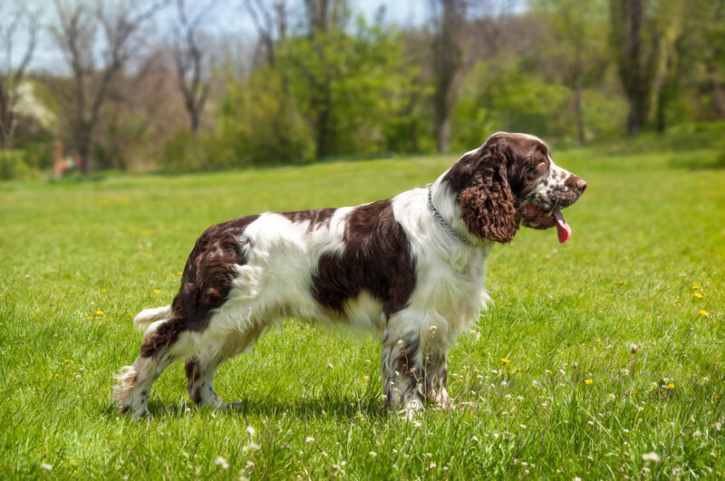 English Springer Spaniel dog in the field