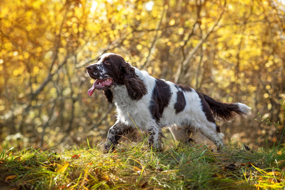 English Springer Spaniel dog in the field