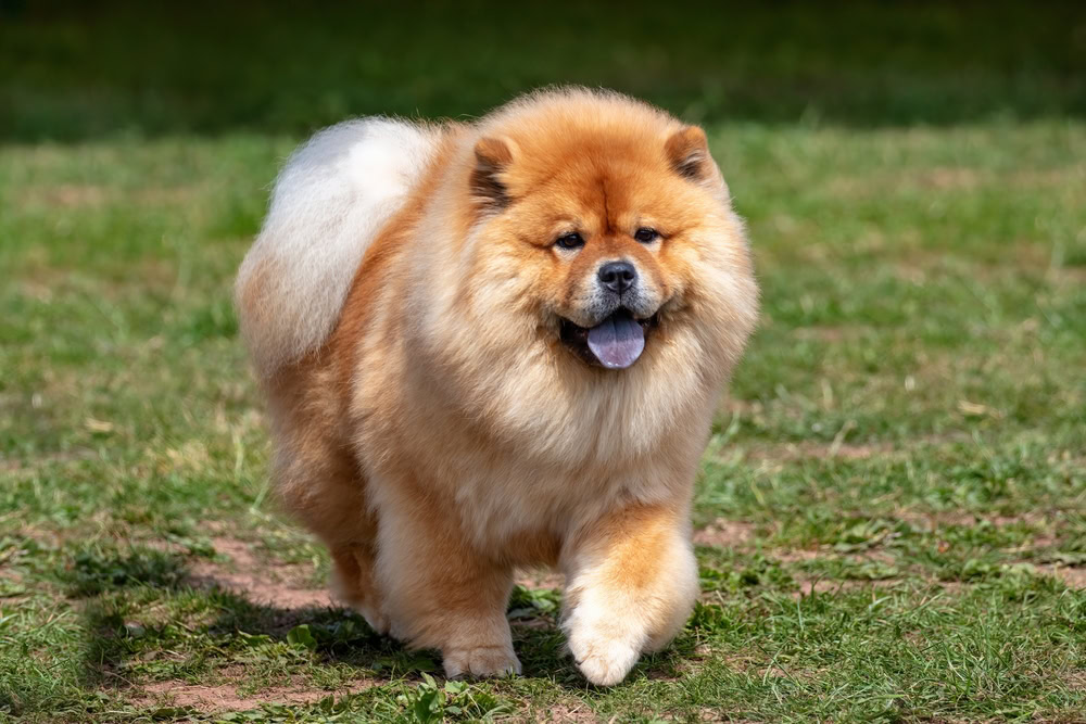 Fluffy red Chinese Chow Chow
