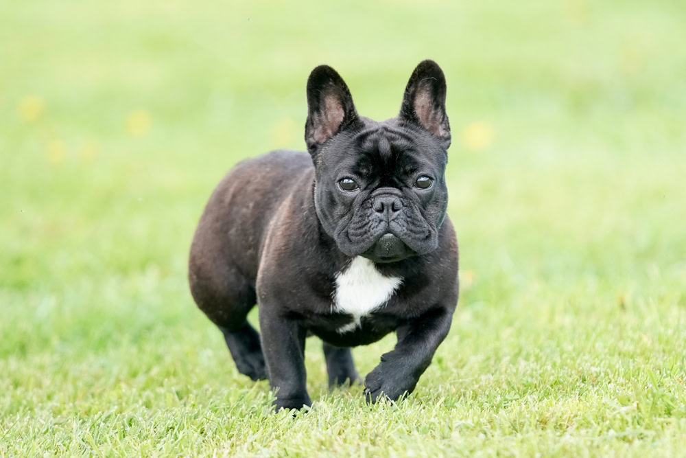 French Bulldog