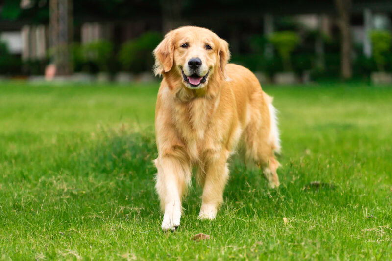 Golden Retriever dog in the park