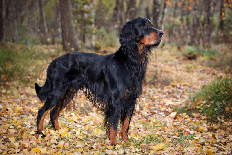 Gordon Setter dog in the park