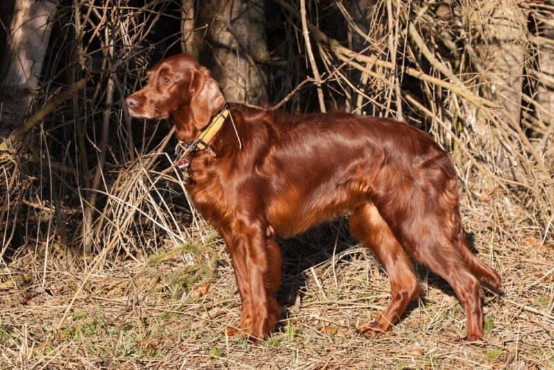 Irish Setter dog in the forest
