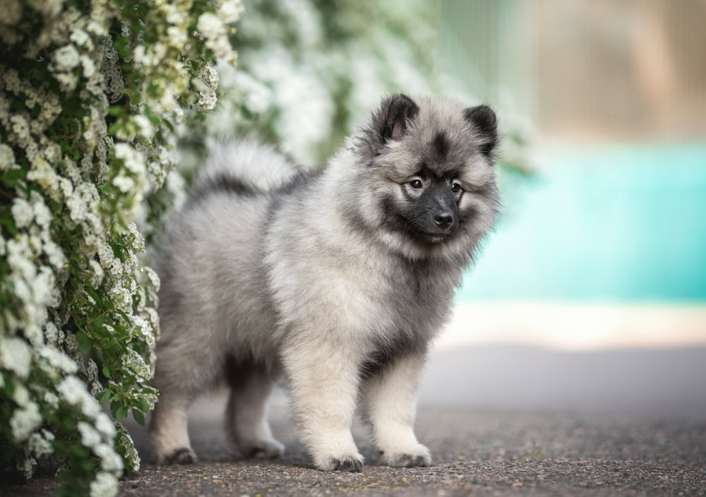 Keeshond