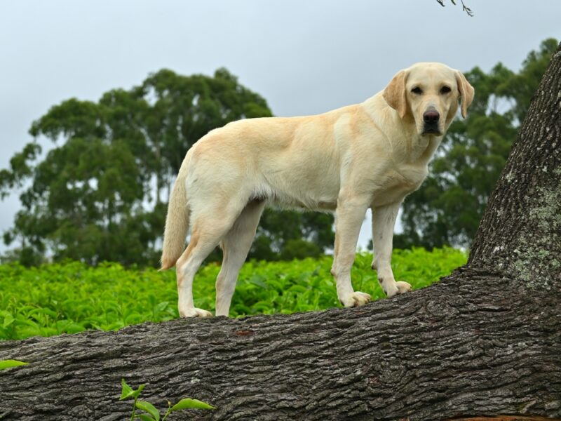 Labrador Retriever dog standing on log