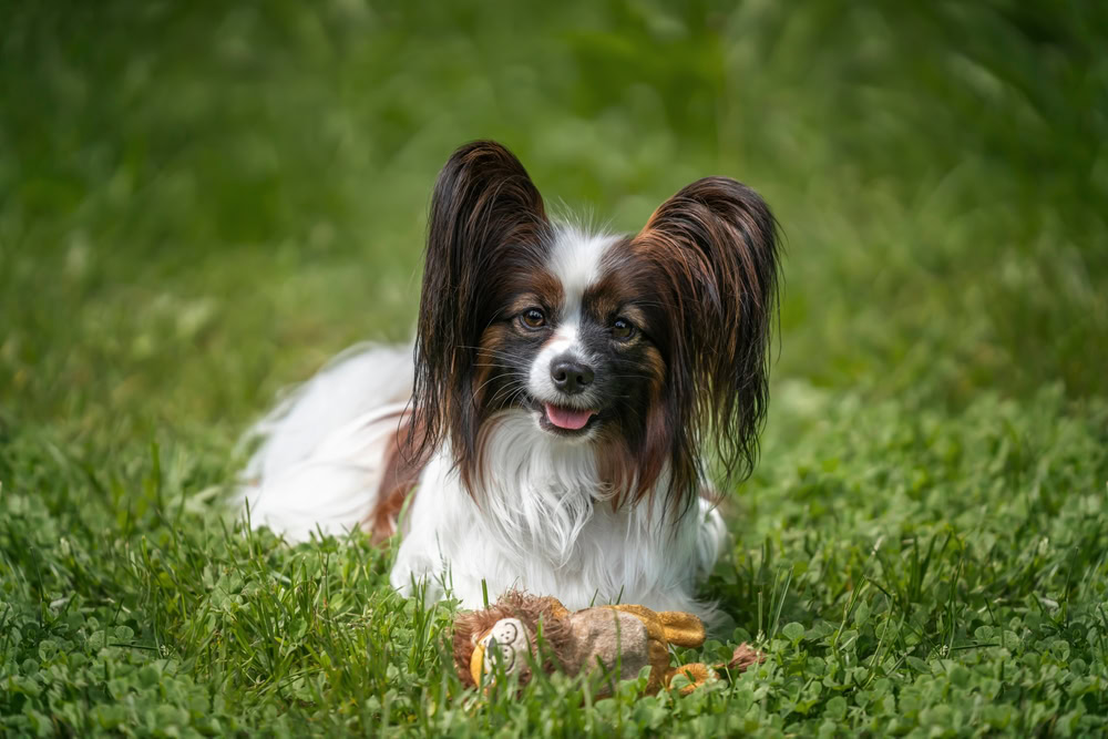 Papillion