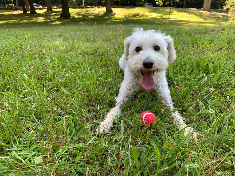 Schnoodle happy