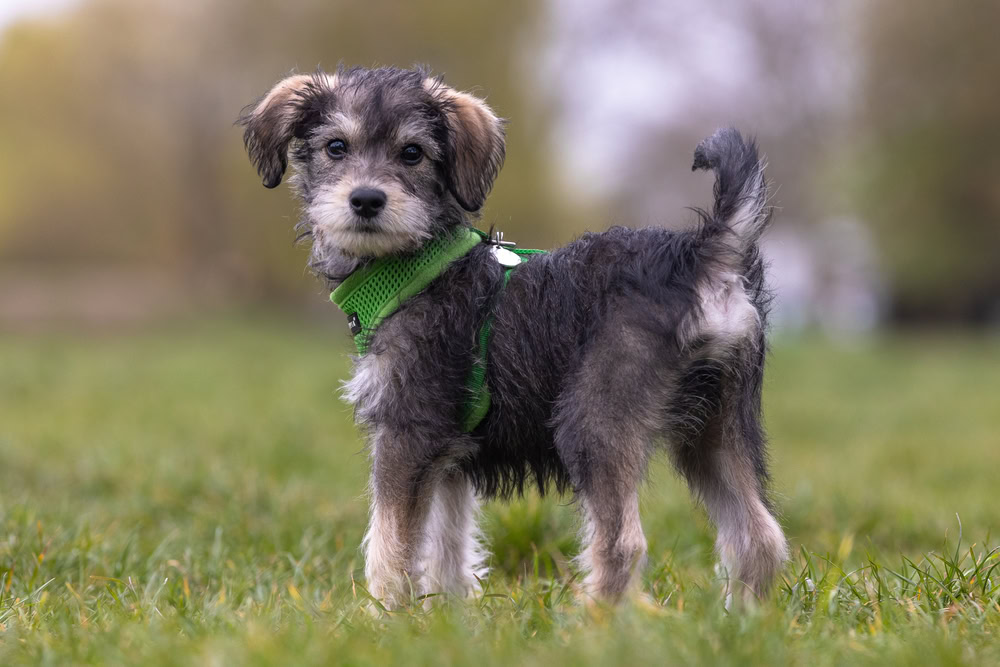 Schnoodle schnauzer poodle mix