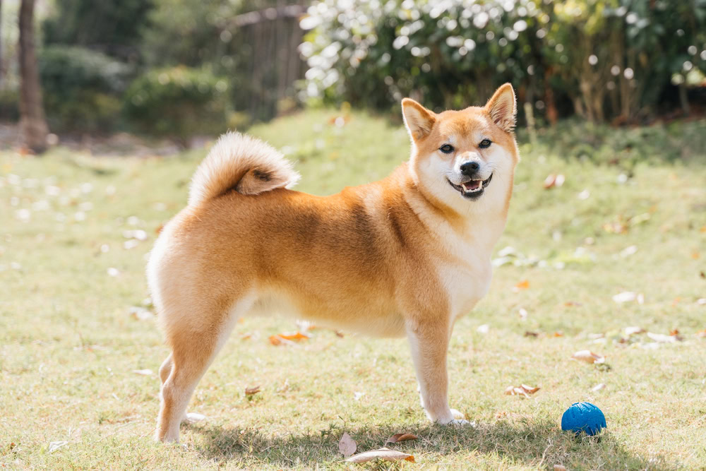 Shiba inu dog playing in the garden