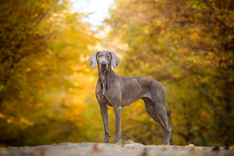 Weimaraner dog standing in the autumn forest