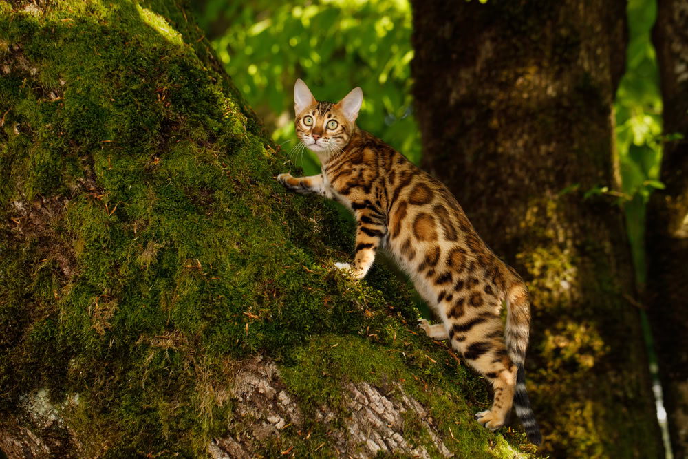 bengal cat climbing a tree
