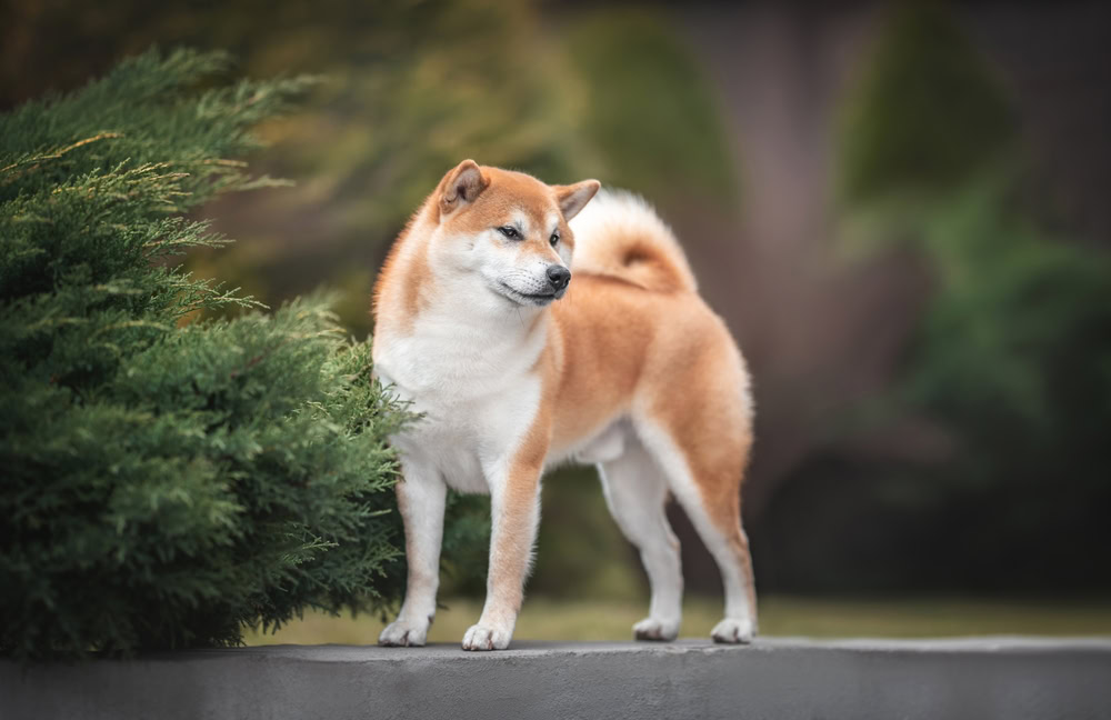 shiba inu