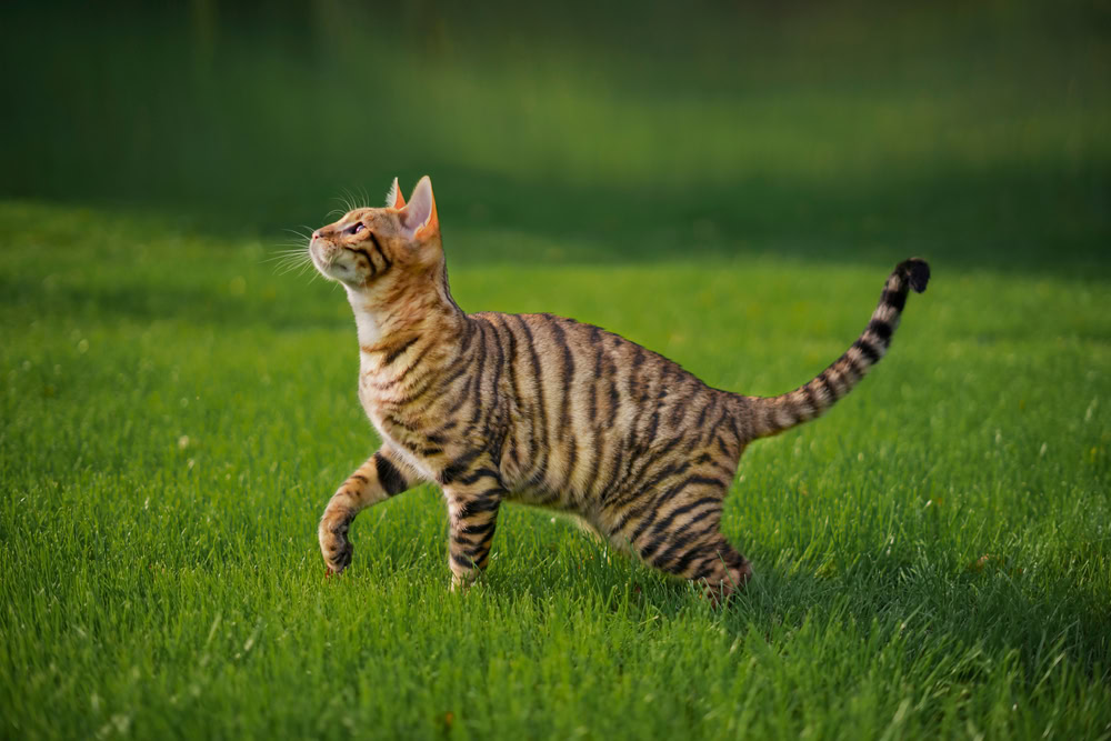 toyger cat walking on grass