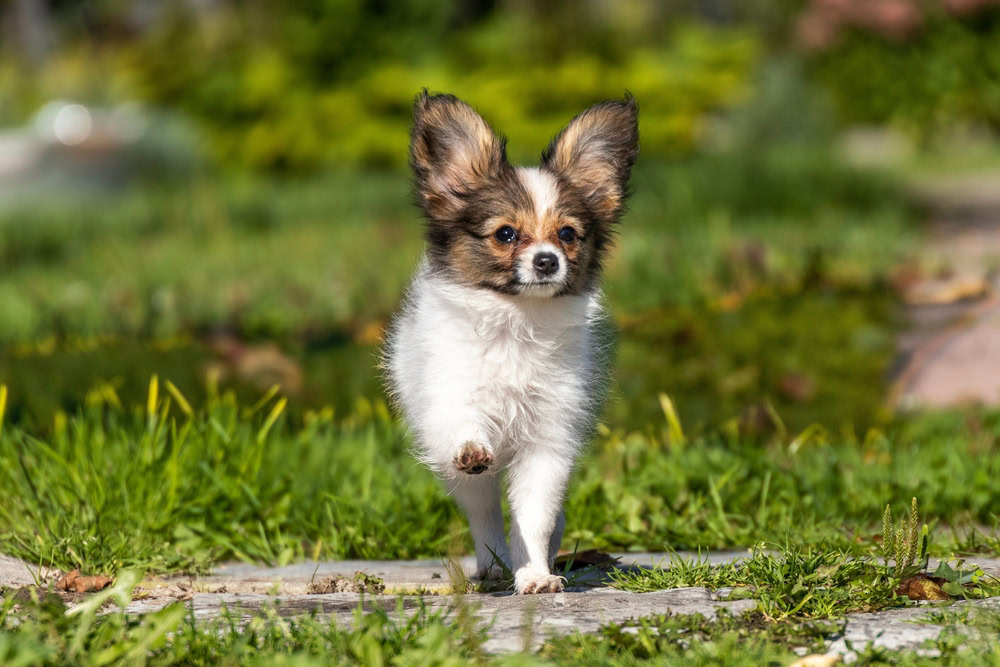 Chihuahua Toy Papillon puppy