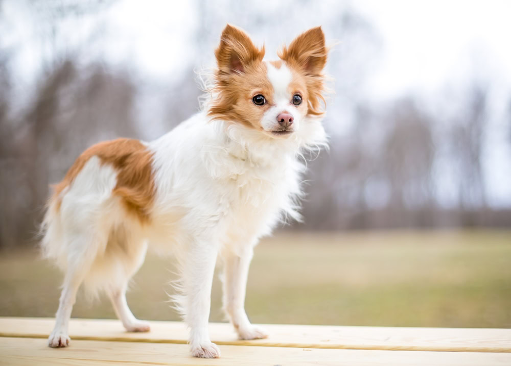 Chihuahua x Papillon