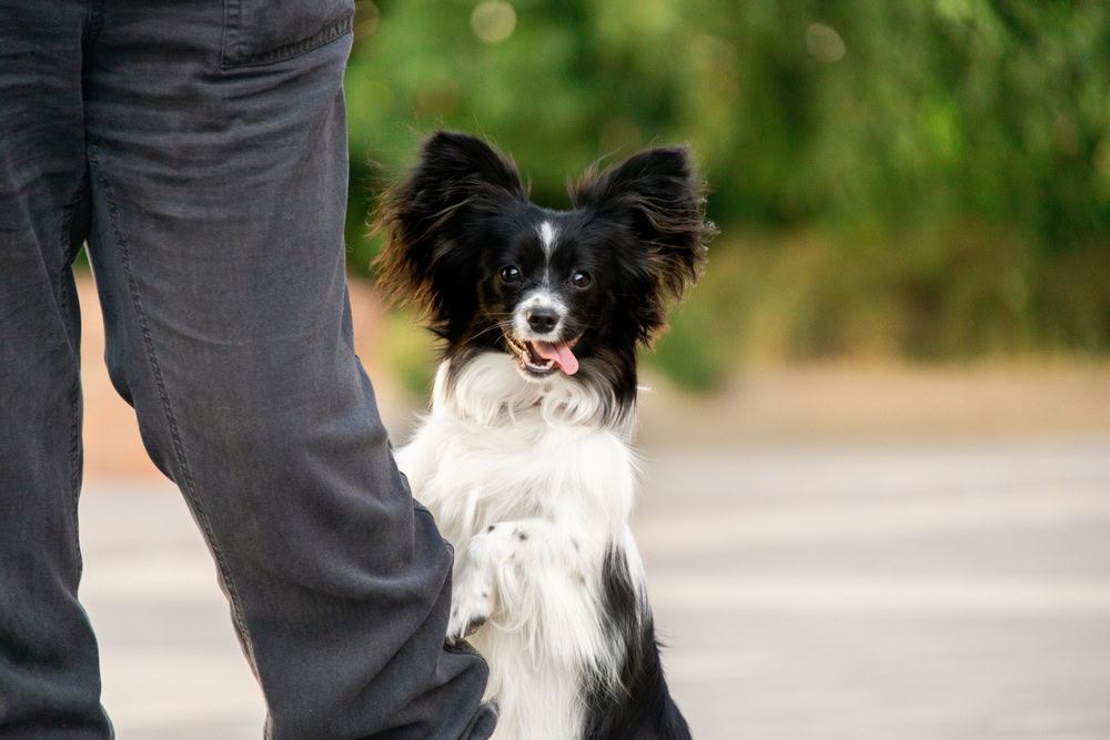 Chion Dog Playing With Owner