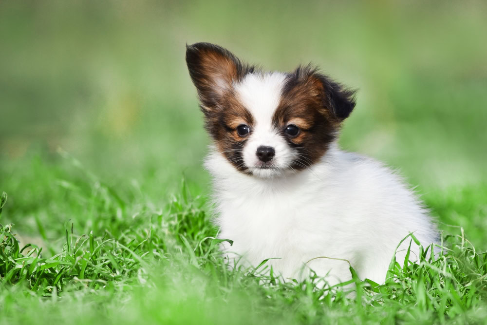Papillon Chihuahua