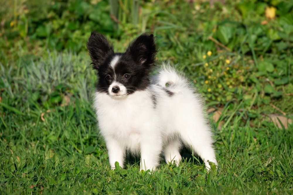 Papillon toy chihuahua dog