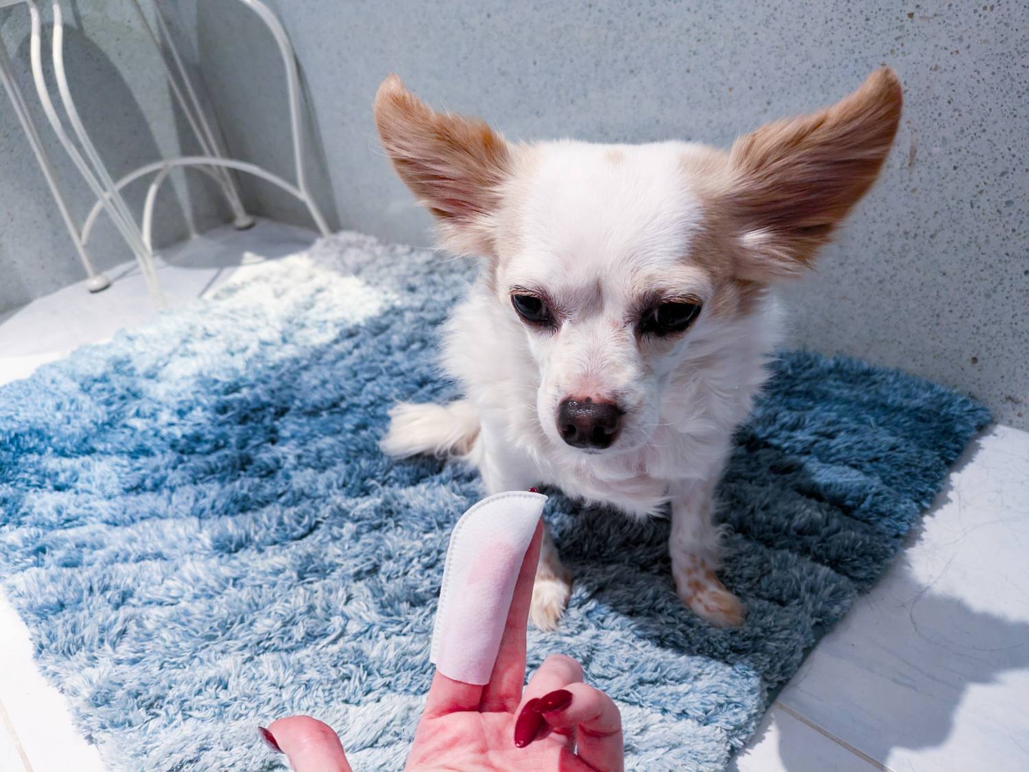 Pure And Natural Pet Dental Finger Wipes Review - about to use product on dog