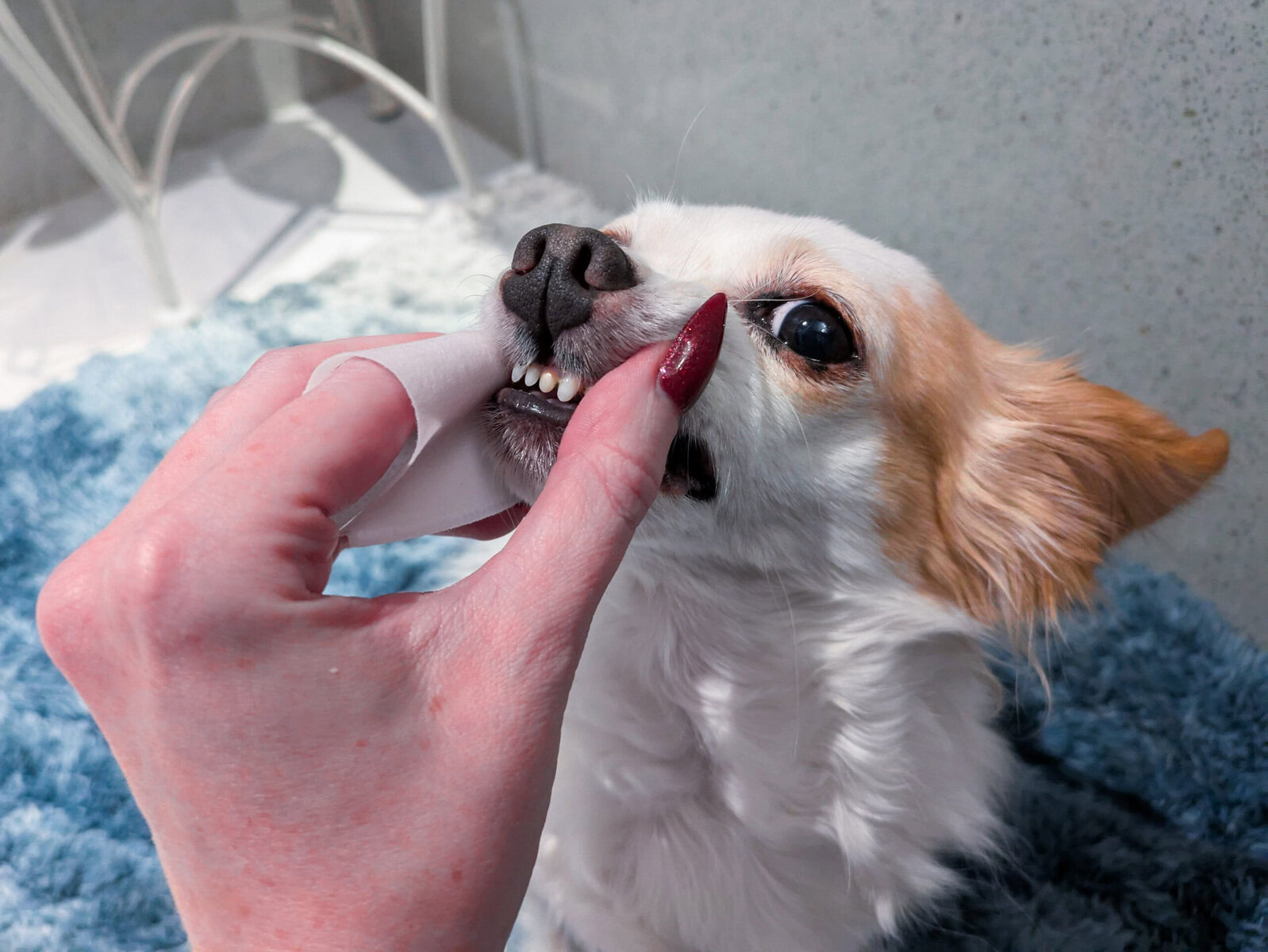 Pure-And-Natural-Pet-Dental-Wipes22