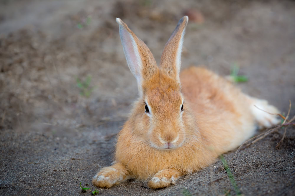 a palomino rabbit lying on the ground outdoors
