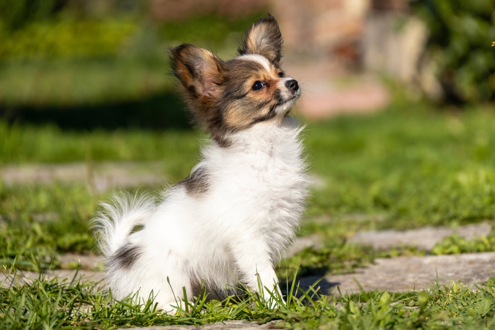 cute chihuahua toy papillon puppy
