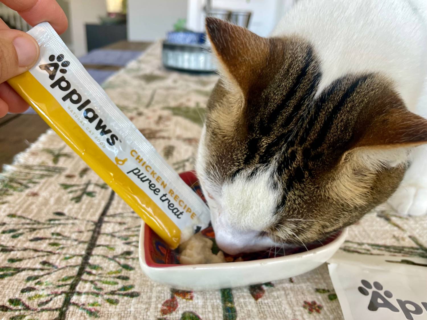 Applaws Cat Food Review - cat eating puree treat