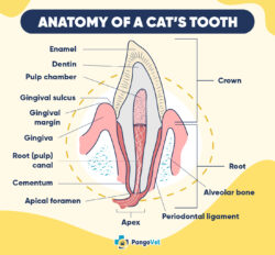 Cat Tooth Roots Names Cat Anatomy 101: Understanding the Feline Body | The Vet Desk