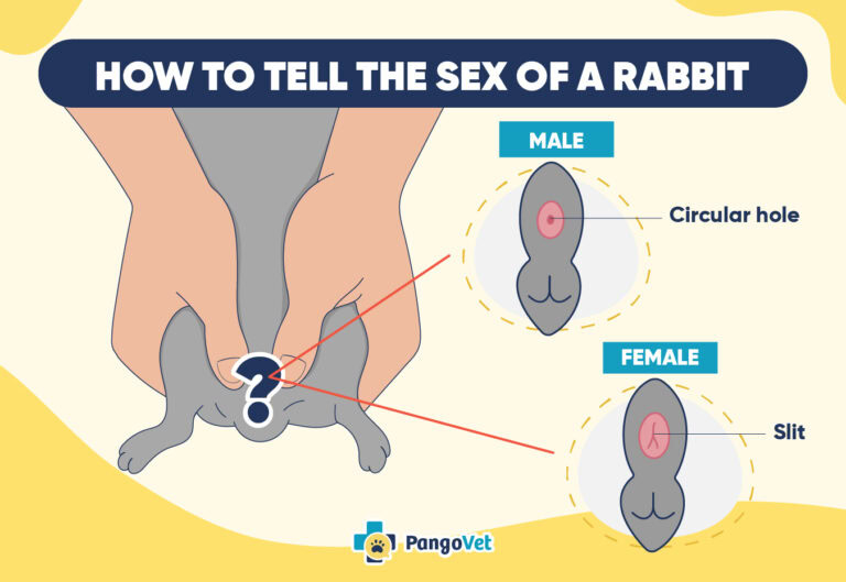 Male vs. Female Rabbit: Differences Explained (With Pictures) | The Vet