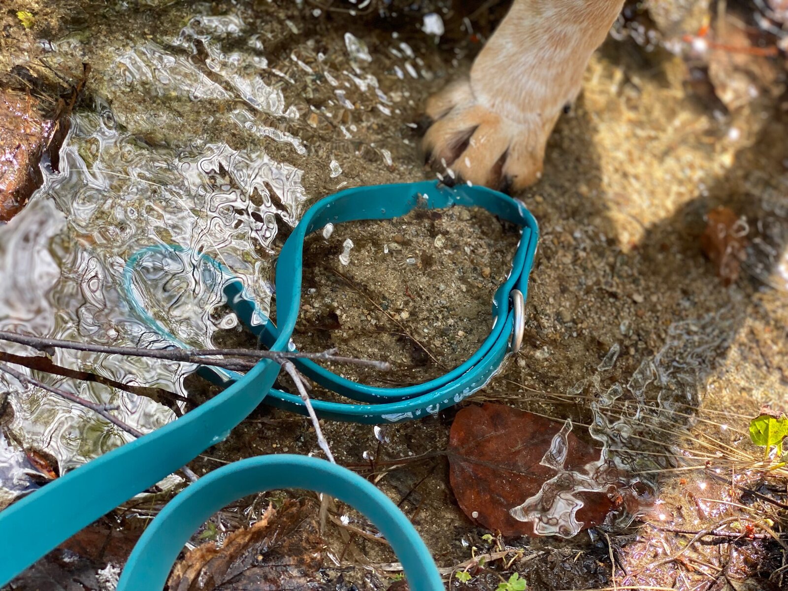DJANGO leash in water with paw