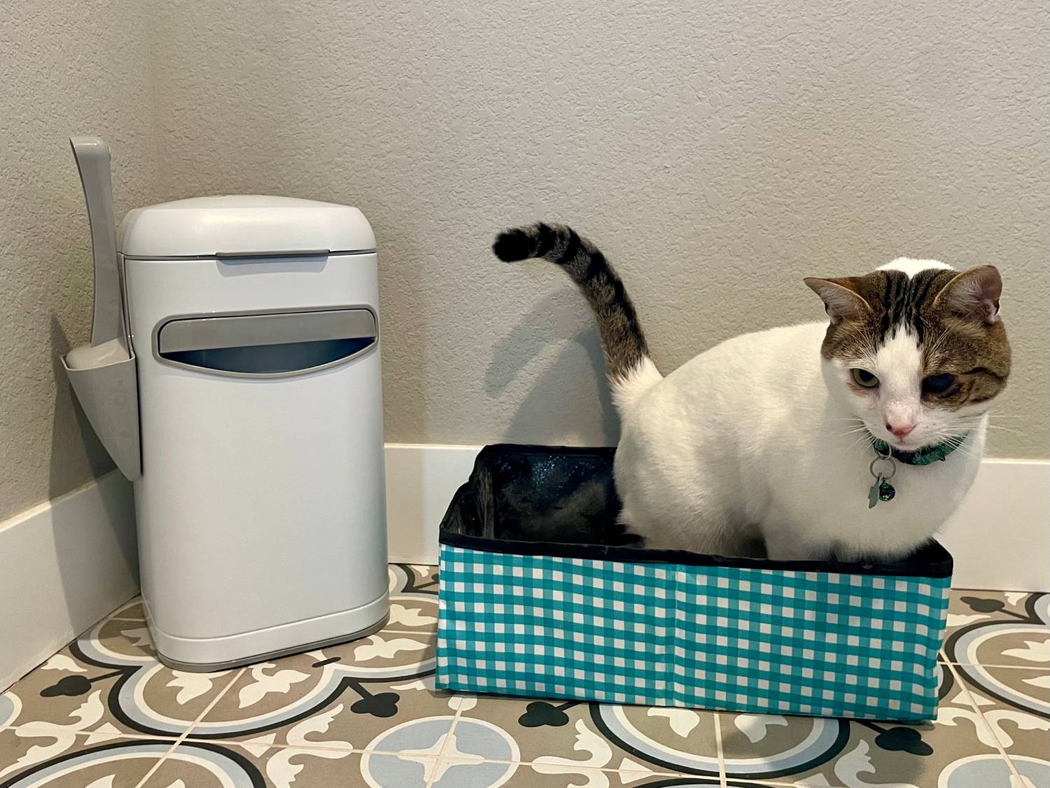 Litter Genie Platinum Pail Review - cat using product