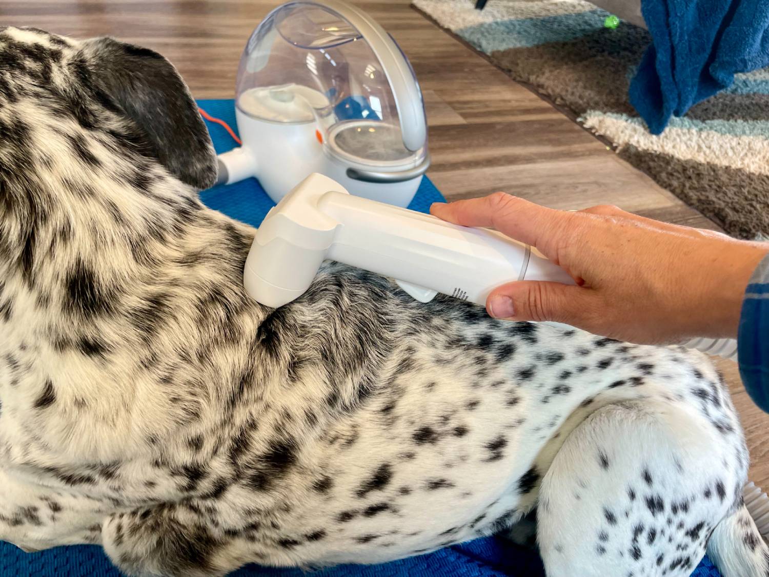 Neakasa S1 Pro Pet Grooming Vacuum Kit Review - grooming brush