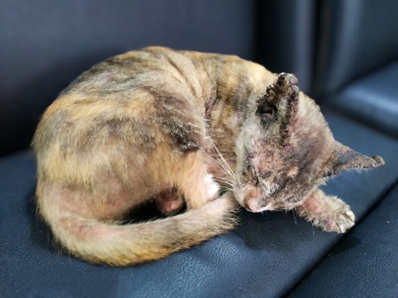 cat infected with scabies