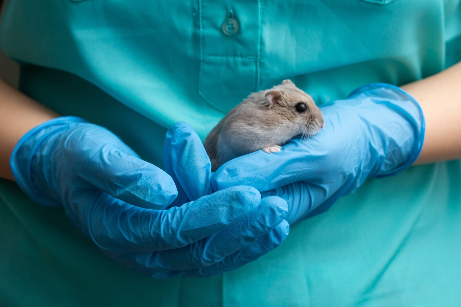 A veterinarian holds a dwarf hamster in his arms, close-up.