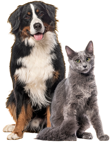 Happy Cat and Dog
