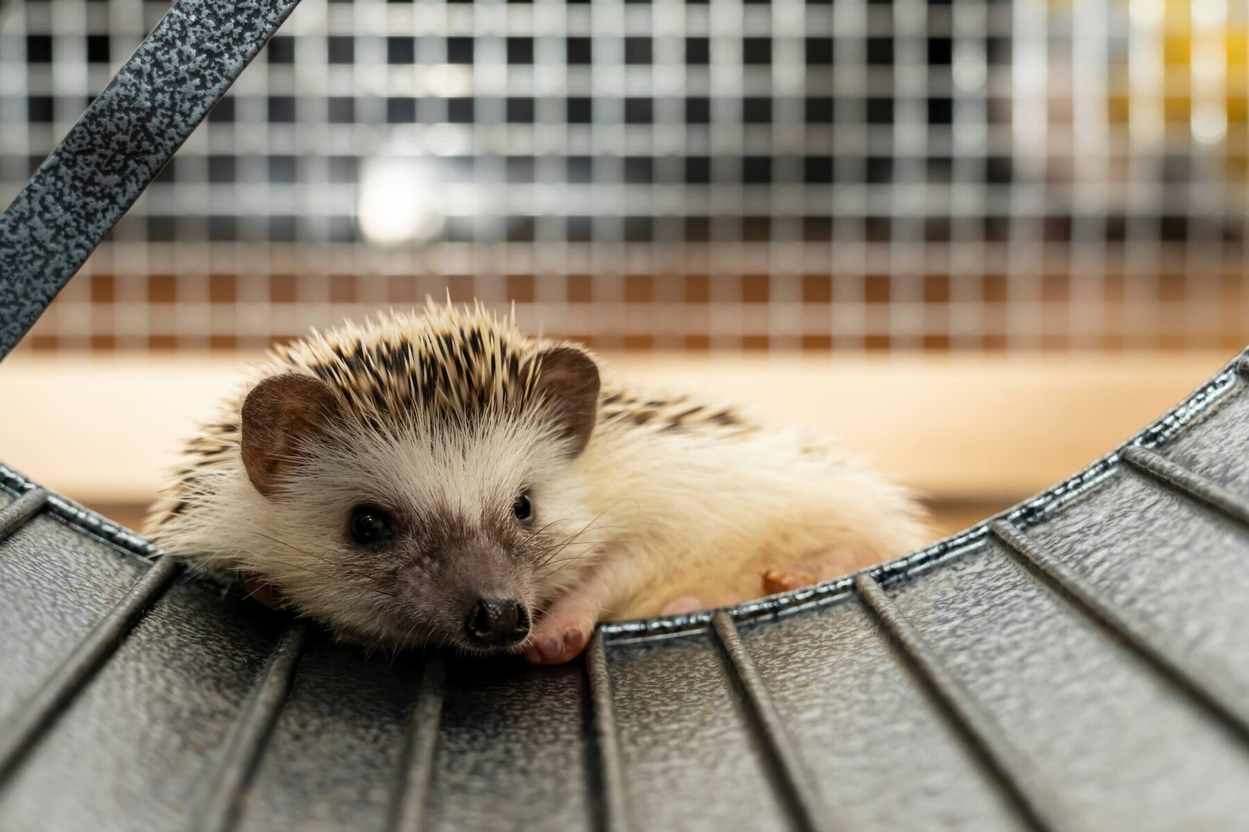 Hedgehog resting inside metal exercise wheel in cage